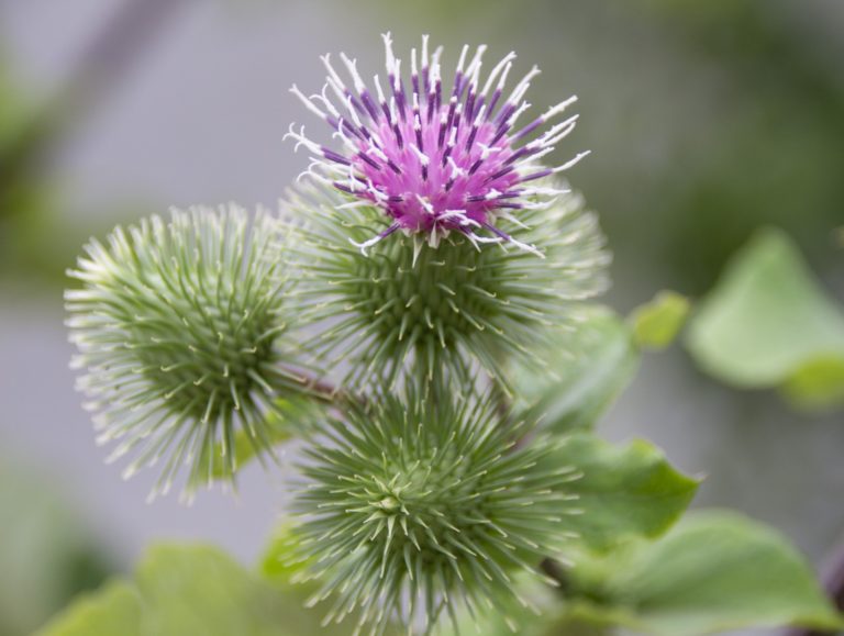 花にはさまざまな花言葉がある その中でも面白い物を知りたい Triviaia